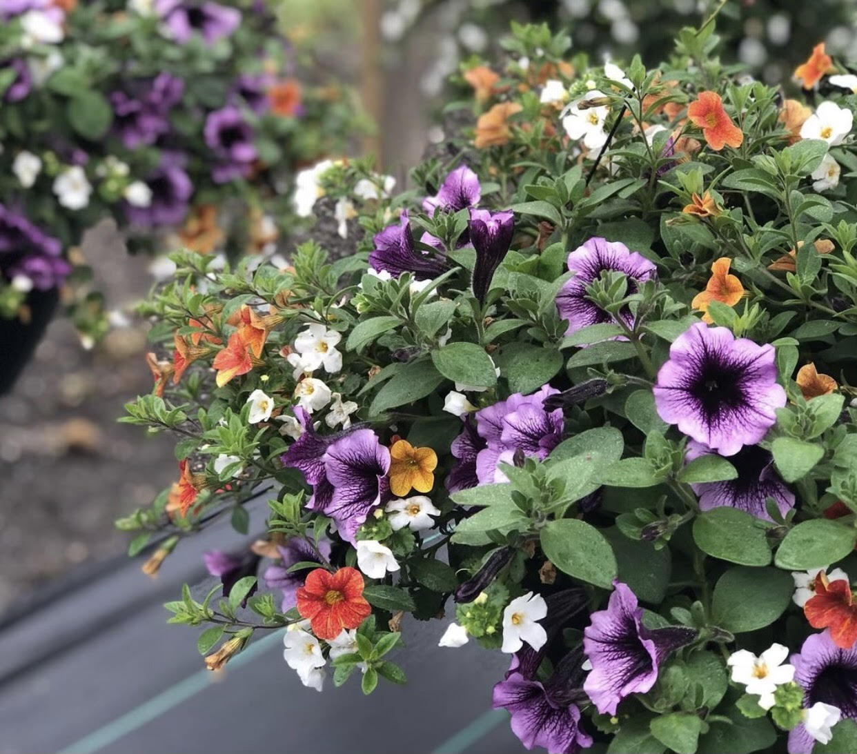 Hanging Basket: Can Can Terracotta ~ Preorder for pickup 5/1-5/2