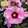 Hardy Hibiscus ~ Preorder for pickup 6/26 - 6/27