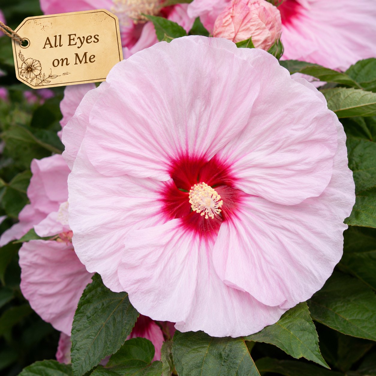 Hardy Hibiscus ~ Preorder for pickup 6/26 - 6/27