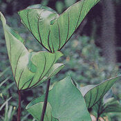 Coffee Cups Colocasia ~ Preorder for pickup 5/15-16