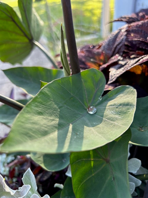 Coffee Cups Colocasia ~ Preorder for pickup 5/15-16