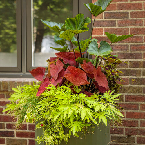 Coffee Cups Colocasia ~ Preorder for pickup 5/15-16