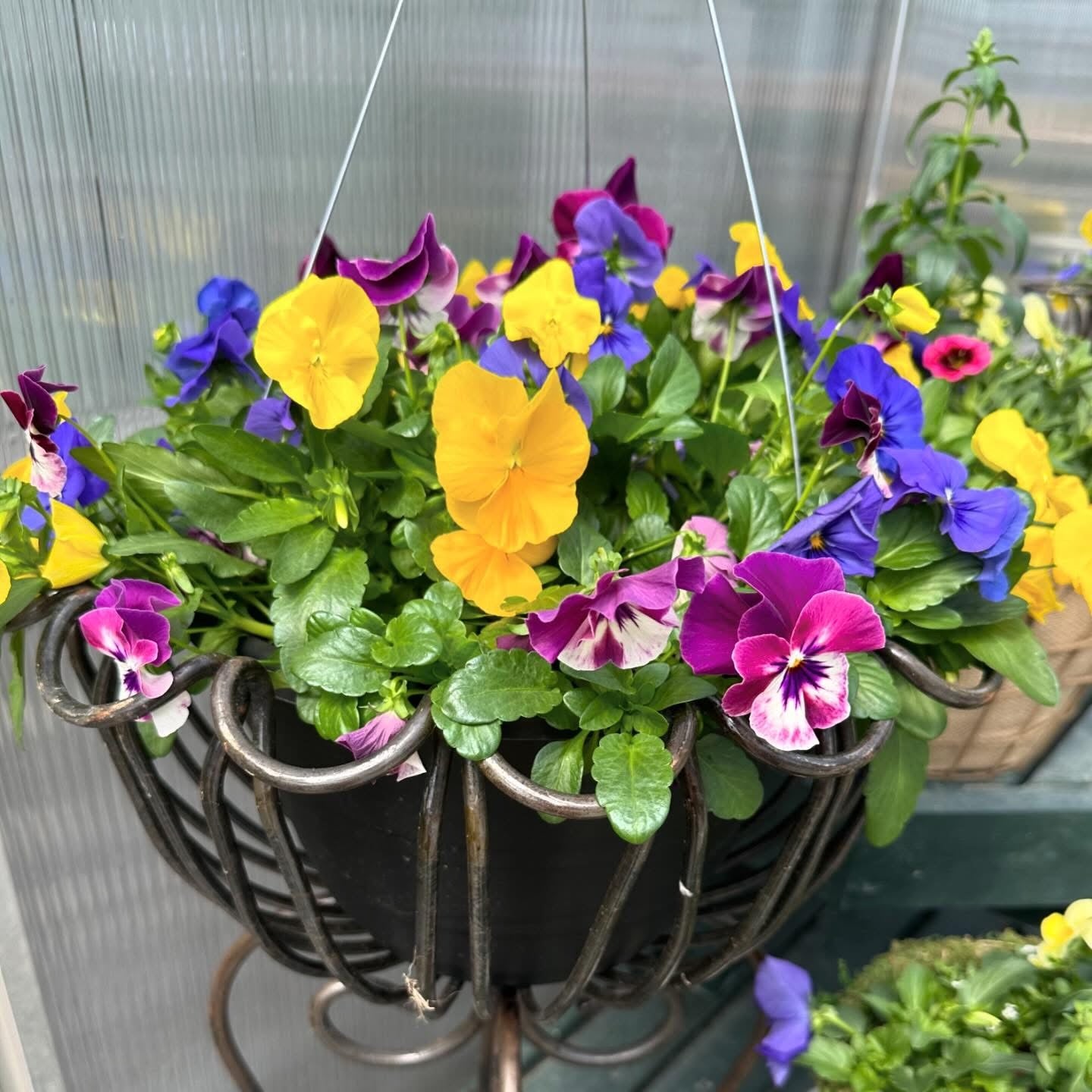 Cool Wave Pansy Basket ~ Preorder for pickup 4/11