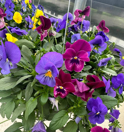 Cool Wave Pansy Basket ~ Preorder for pickup 4/11