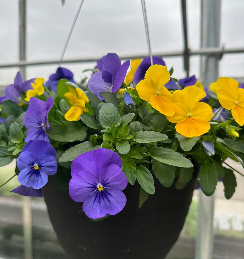 Cool Wave Pansy Basket ~ Preorder for pickup 4/11