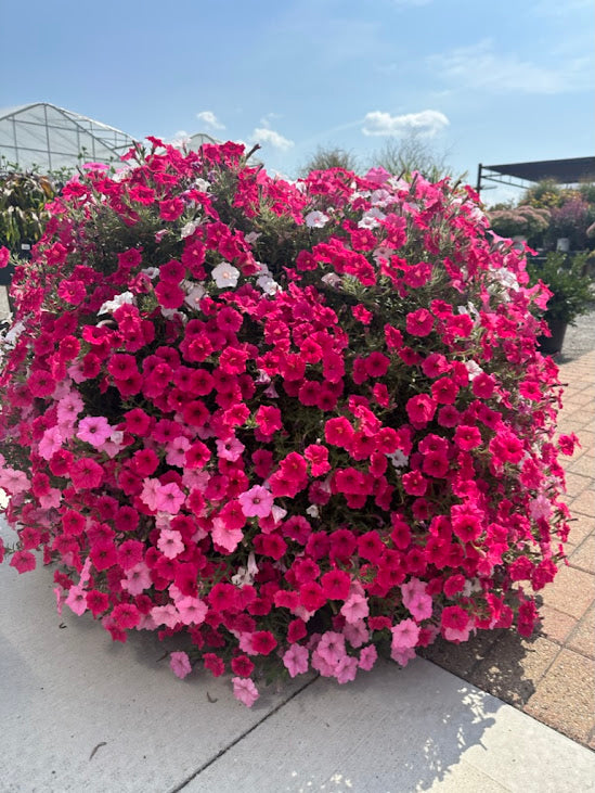 Hanging Basket: Petunias on the Lane ~ Preorder for pickup 5/1-5/2