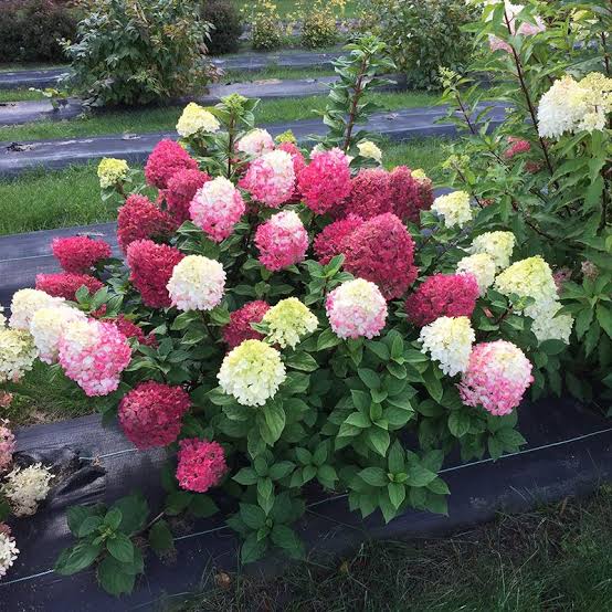 Proven Winners® Little Lime Punch® Hydrangea – Scheiderer Farms