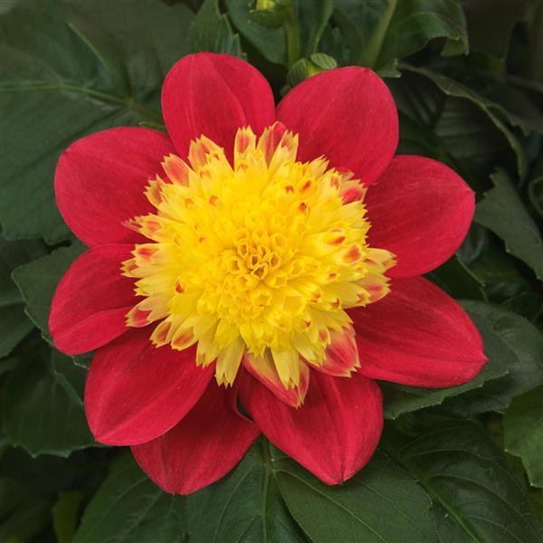 SOLD OUT, Check out new Dahlias added!  ~ Preorder for pickup 5/1-5/2