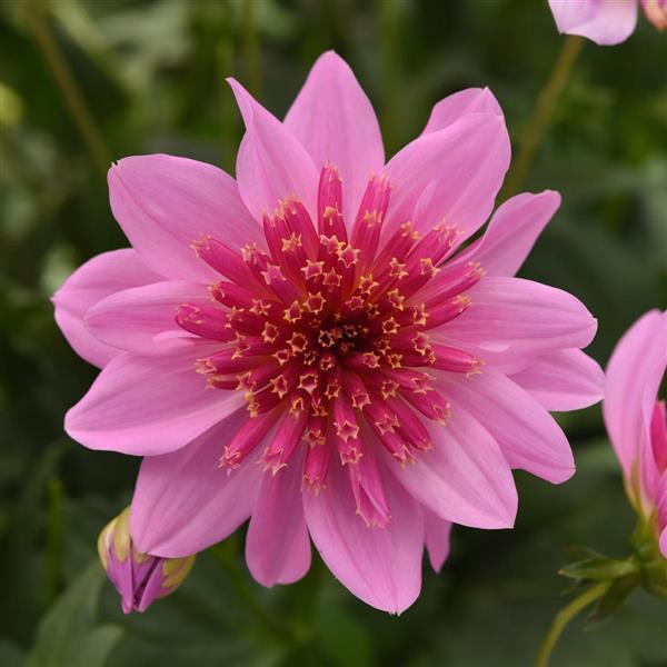 Venti PinkBurst Dahlia ~ Preorder for pickup 5/1 - 5/2