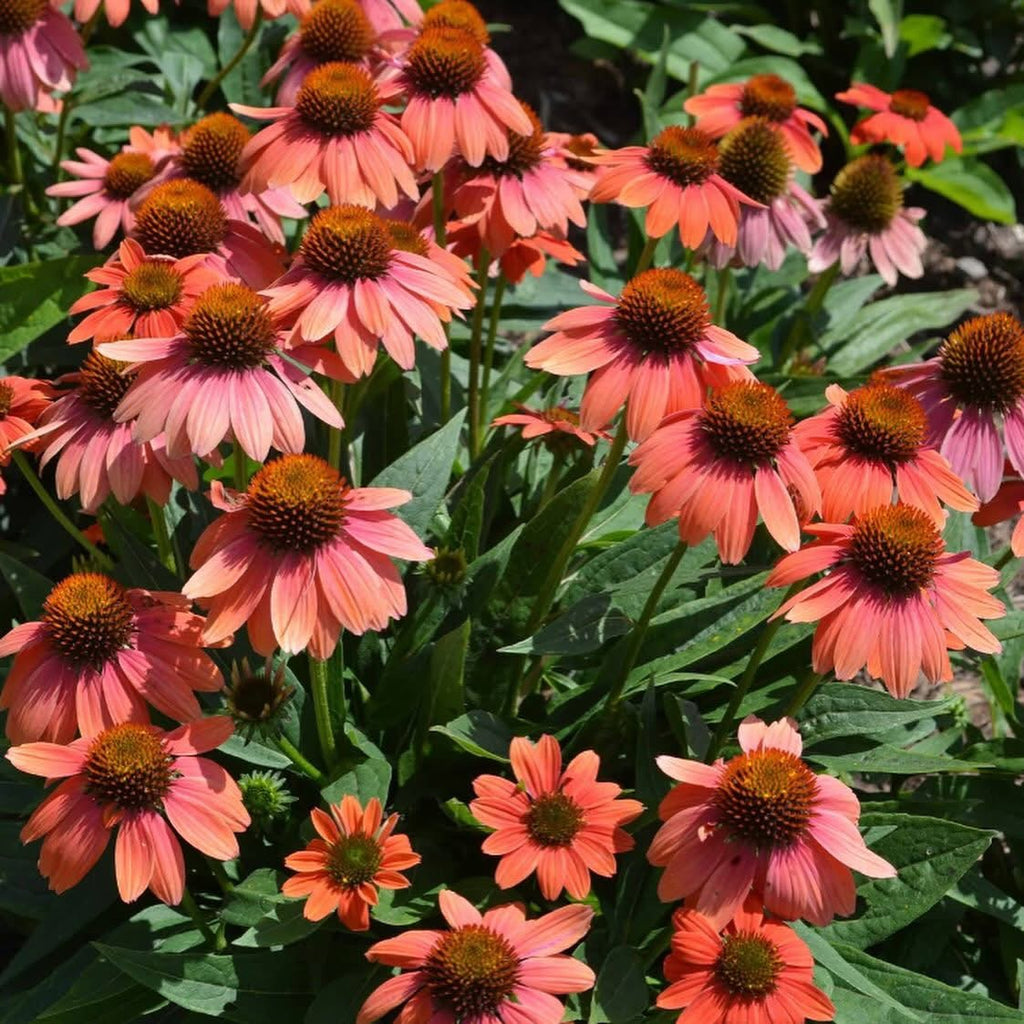 Monarch Magnet Trio