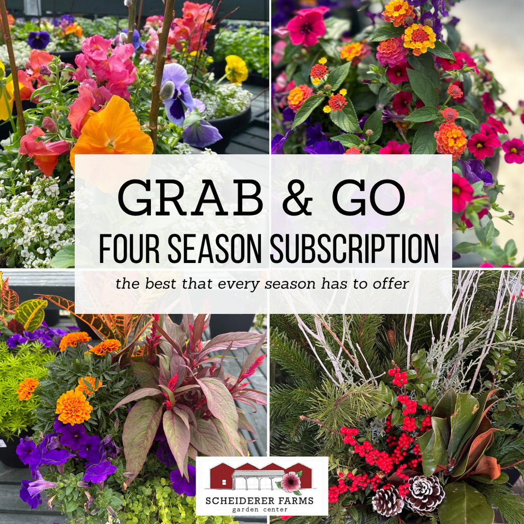 Grab & Go - Four Season Subscription