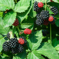 Black Satin Thornless Blackberry - Preorder for pickup 6/12-13