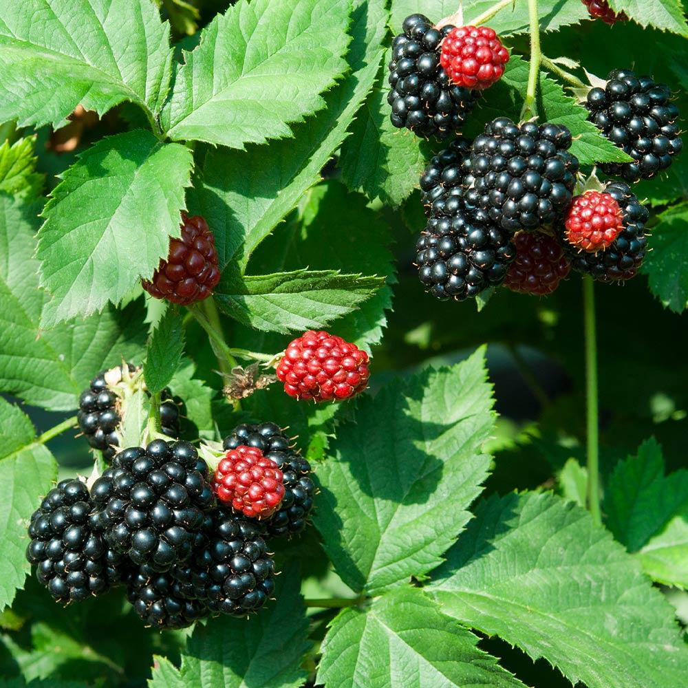 Black Satin Thornless Blackberry - Preorder for pickup 6/12-13