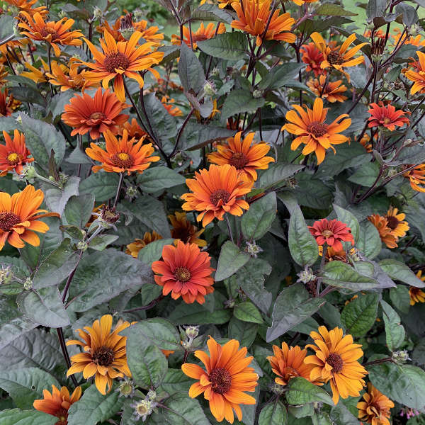 Pollinator Collection: Heliopsis Bleeding Hearts ~ Preorder for pickup 6/12-6/13