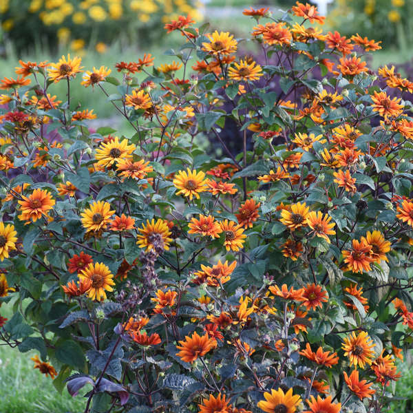 Pollinator Collection: Heliopsis Bleeding Hearts ~ Preorder for pickup 6/12-6/13