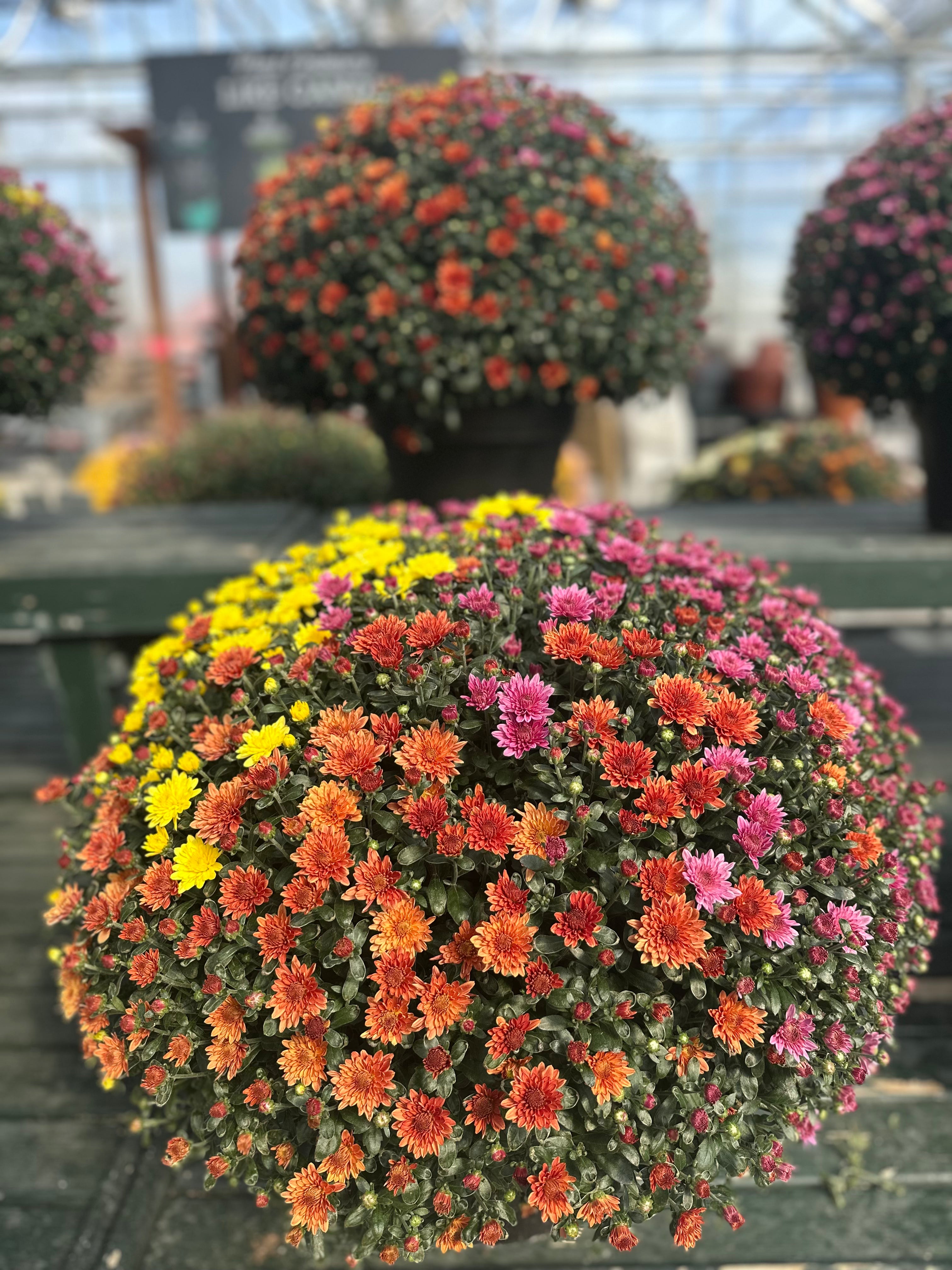 Fall Confetti Monster Mums