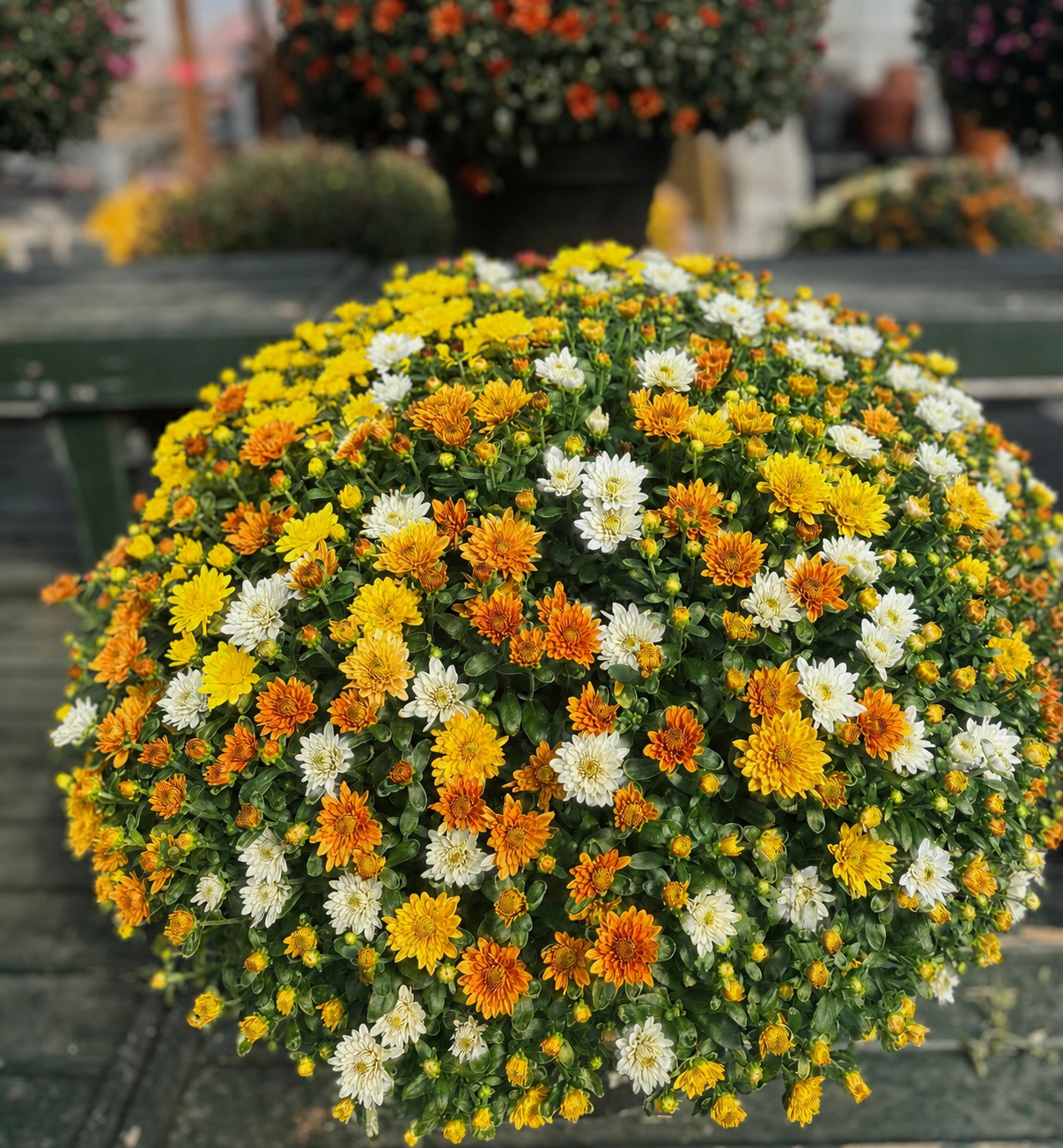 Fall Confetti Monster Mums