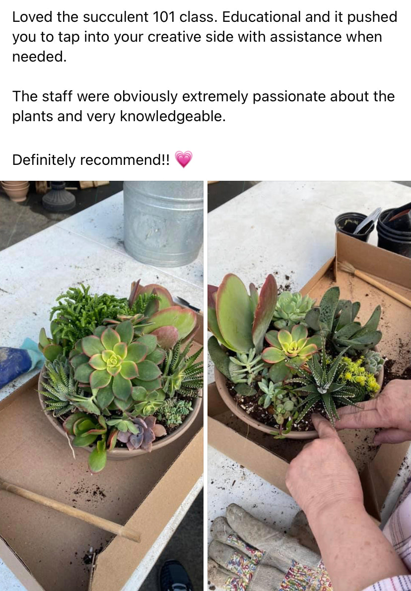 Succulent Container Workshop