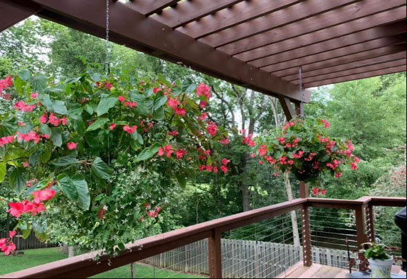 Hanging Basket: Made in the Shade ~ Preorder for pickup 5/1-5/2