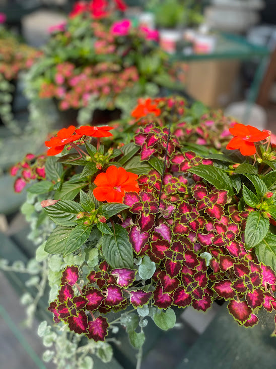 Hanging Basket: Tropical Falls ~ Preorder for pickup 5/1-5/2