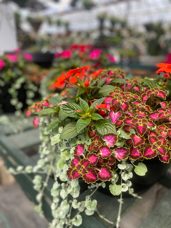 Hanging Basket: Tropical Falls ~ Preorder for pickup 5/1-5/2