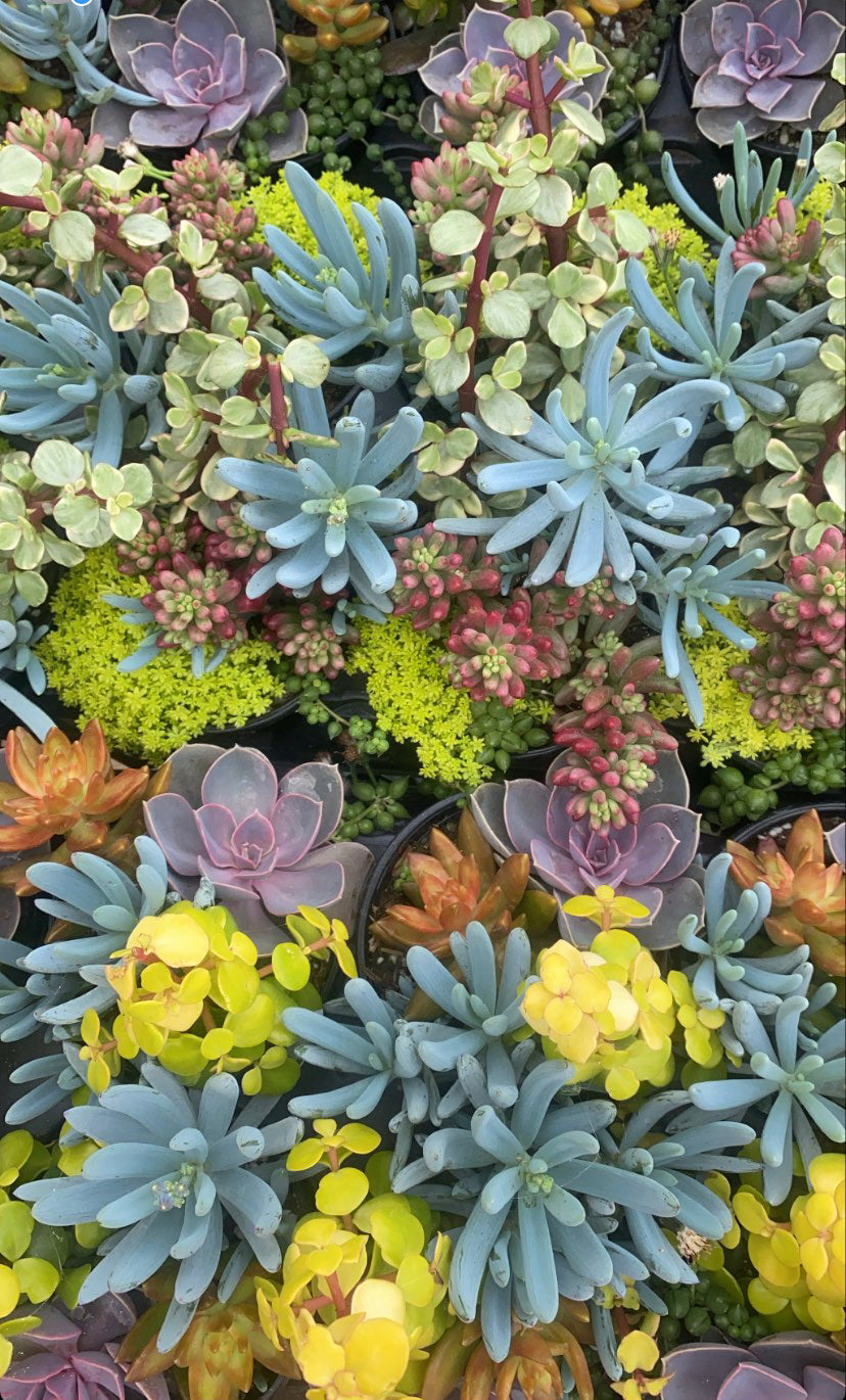 Succulent Container Workshop