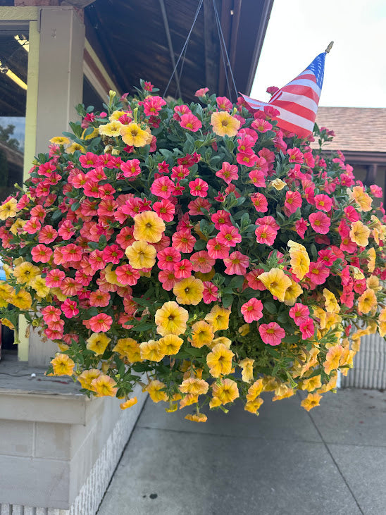 Hanging Basket: Country Sunrise ~ Preorder for pickup 5/1-5/2