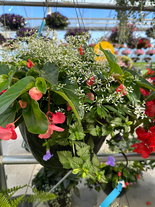 Hanging Basket: Made in the Shade ~ Preorder for pickup 5/1-5/2