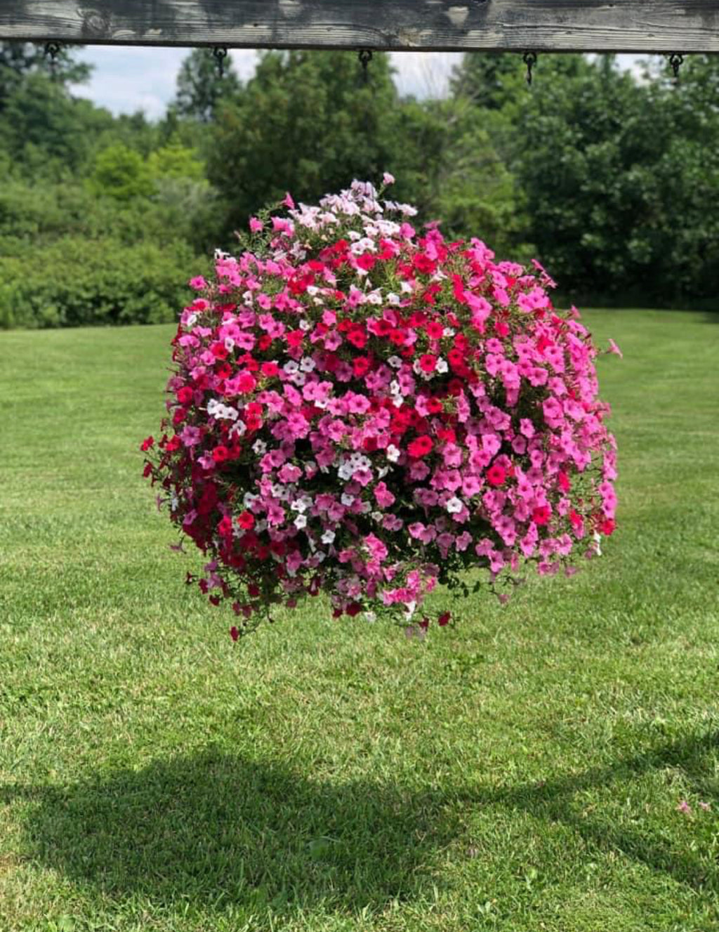 Hanging Basket: Petunias on the Lane ~ Preorder for pickup 5/1-5/2