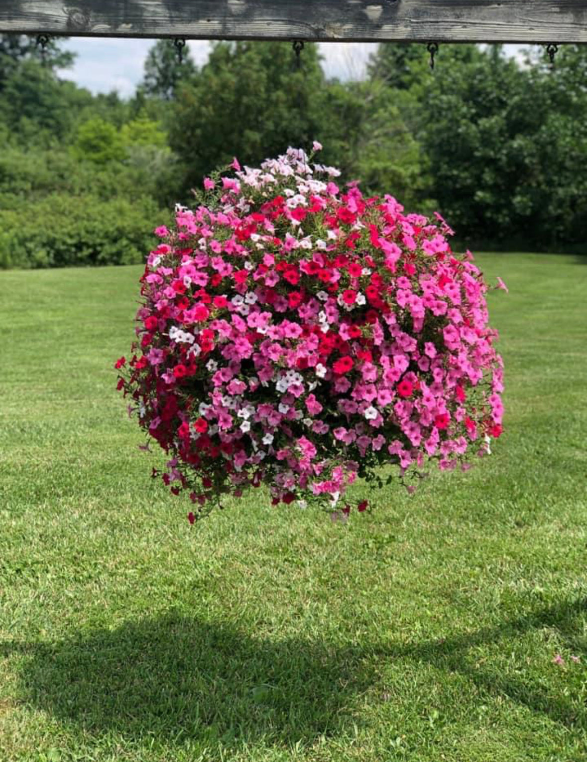Hanging Basket: Petunias on the Lane ~ Preorder for pickup 5/1-5/2