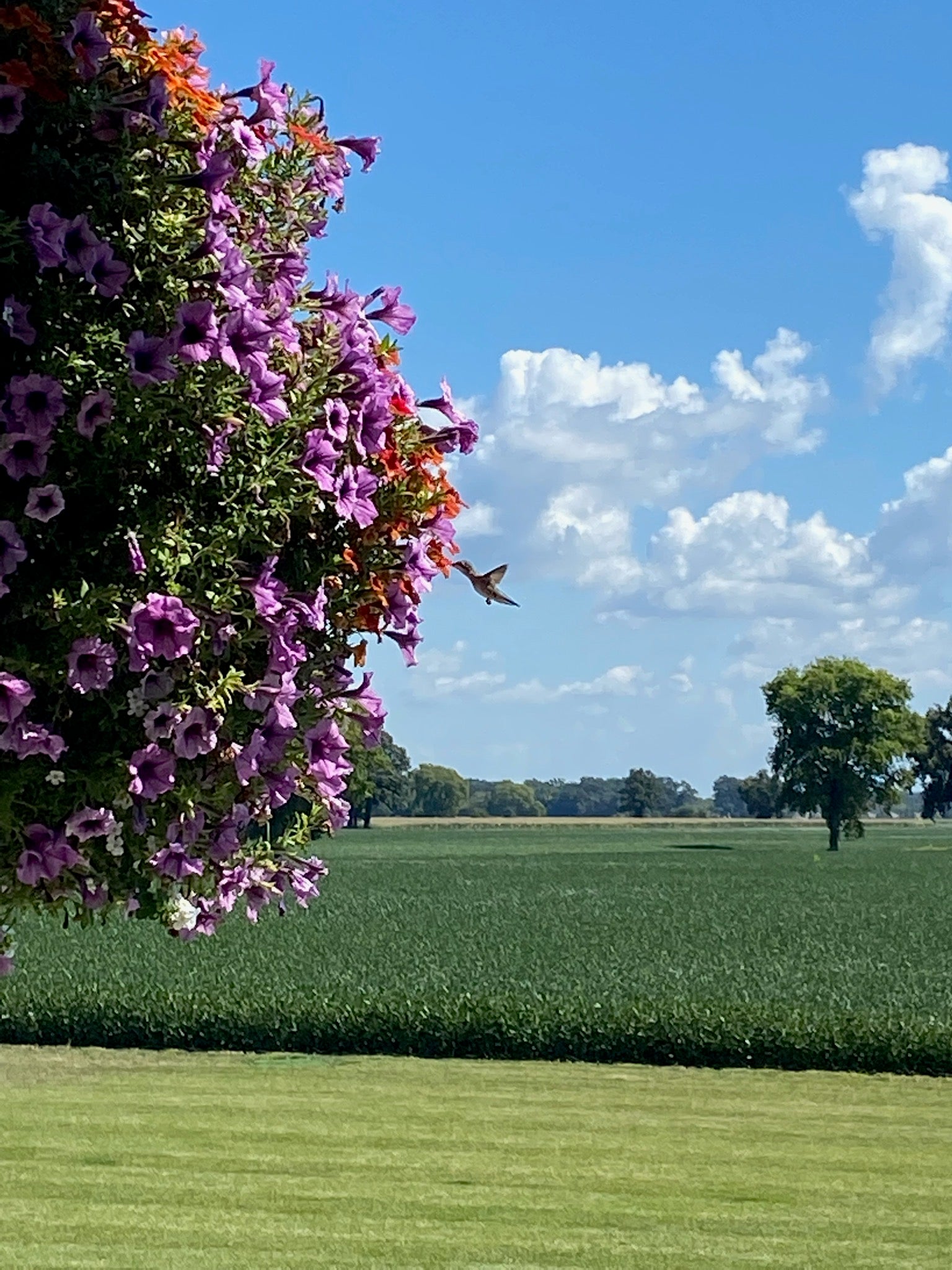 Hanging Basket: Can Can Terracotta ~ Preorder for pickup 5/1-5/2
