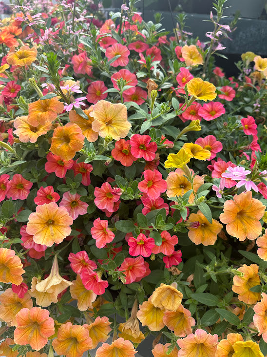 Hanging Basket: Country Sunrise ~ Preorder for pickup 5/1-5/2