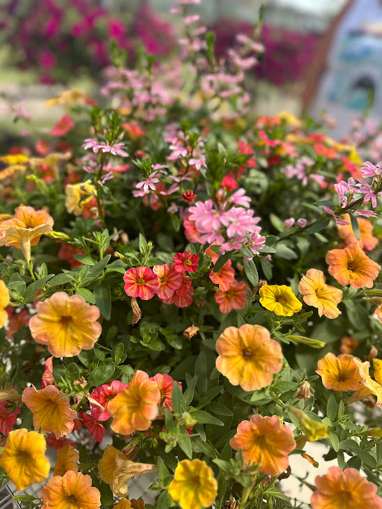 Hanging Basket: Country Sunrise ~ Preorder for pickup 5/1-5/2