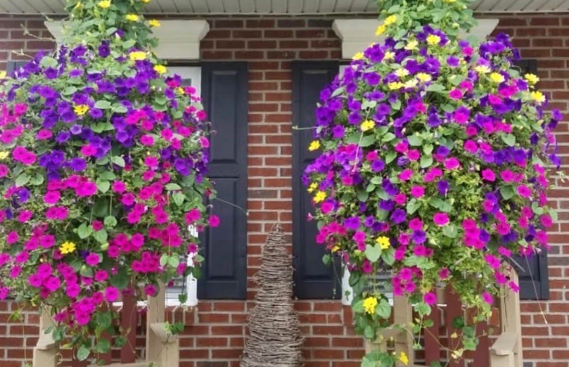 Hanging Basket: Royal Bloomer ~ Preorder for pickup 5/1-5/2