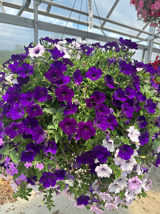 Hanging Basket: Purple Passion ~ Preorder for pickup 5/1-5/2