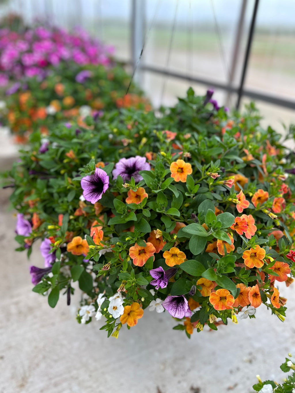 Hanging Basket: Can Can Terracotta ~ Preorder for pickup 5/1-5/2