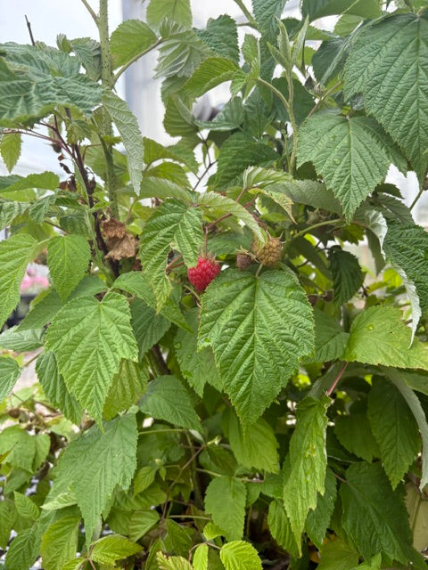 Willamette Red Raspberry - Preorder for pickup 6/12-13