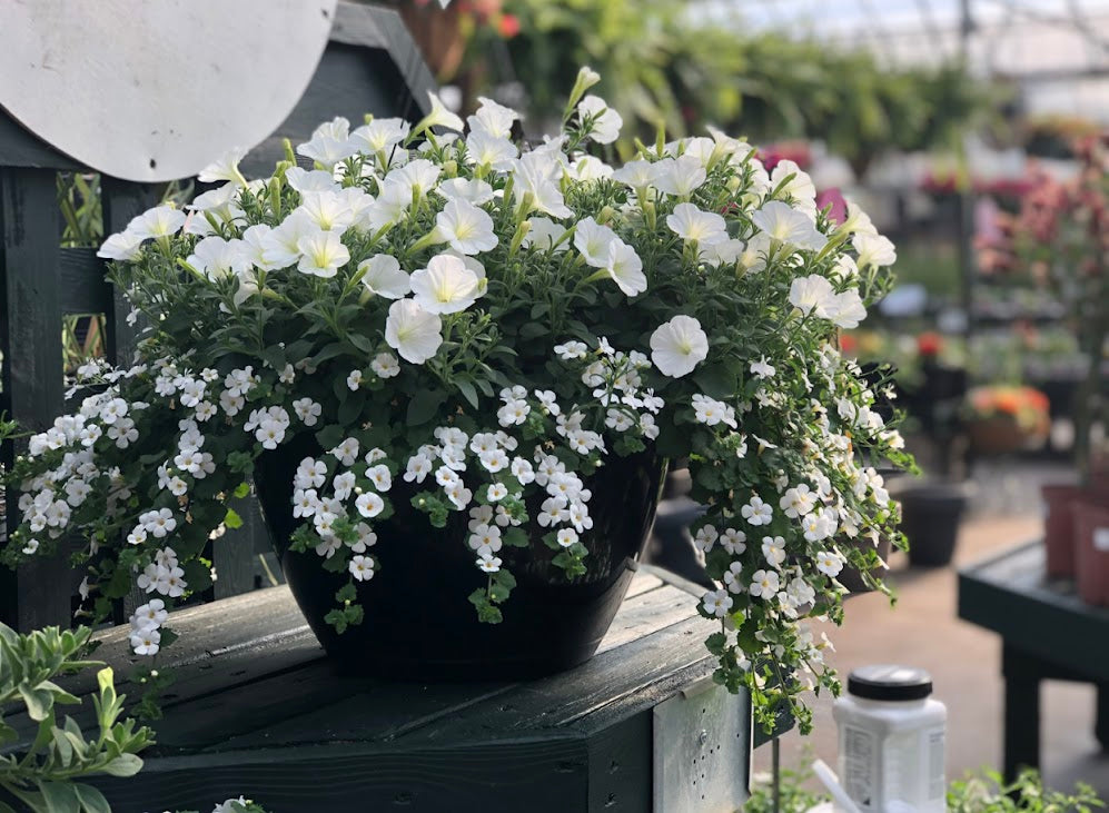 Hanging Basket: White Wedding ~ Preorder for pickup 5/1-5/2