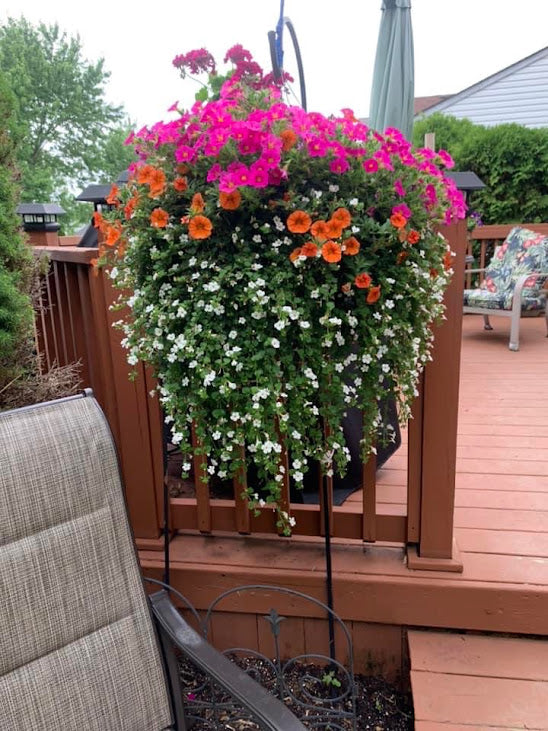 Hanging Basket: Raspberry Dreamsicle ~ Preorder for pickup 5/1-5/2