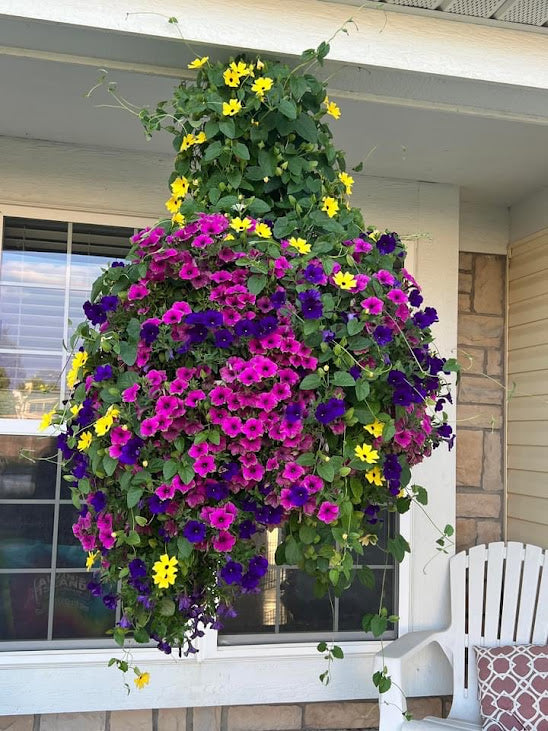 Hanging Basket: Royal Bloomer ~ Preorder for pickup 5/1-5/2