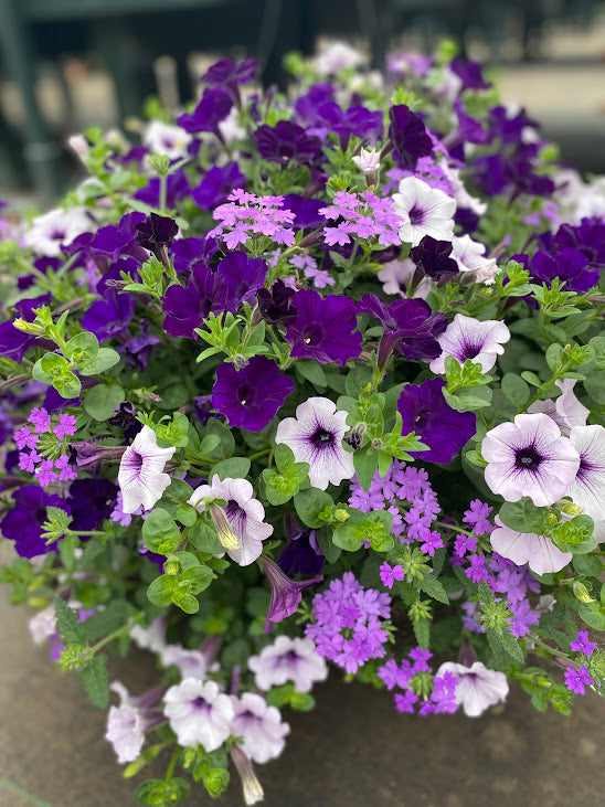 Hanging Basket: Purple Passion ~ Preorder for pickup 5/1-5/2