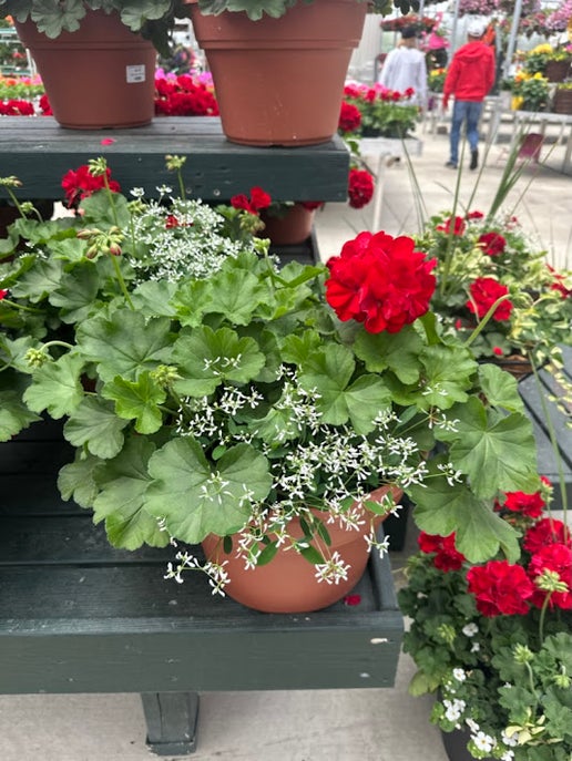 Geranium: Calliope Large Dark Red/Diamond Frost Combo ~ Preorder for pickup 5/1-5/2