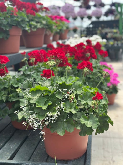 Geranium: Calliope Large Dark Red/Diamond Frost Combo ~ Preorder for pickup 5/1-5/2