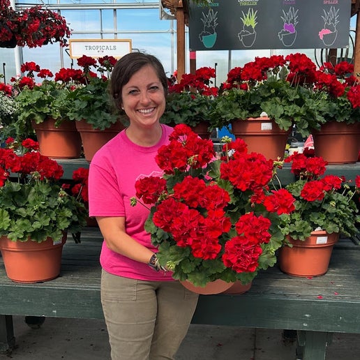 Geranium: Calliope Large Dark Red ~ Preorder for pickup 5/1-5/2