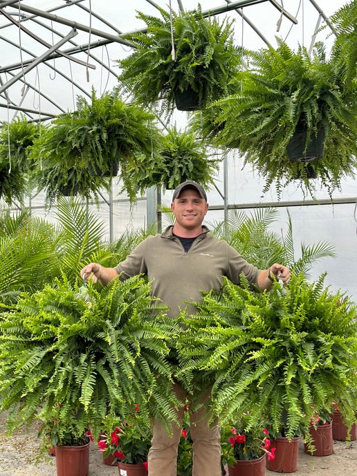 Jumbo Boston Fern ~ Preorder for Pickup 4/24-4/25