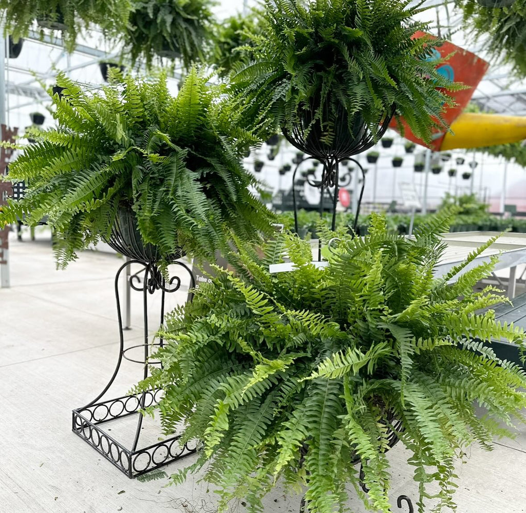 Jumbo Boston Fern ~ Preorder for Pickup
