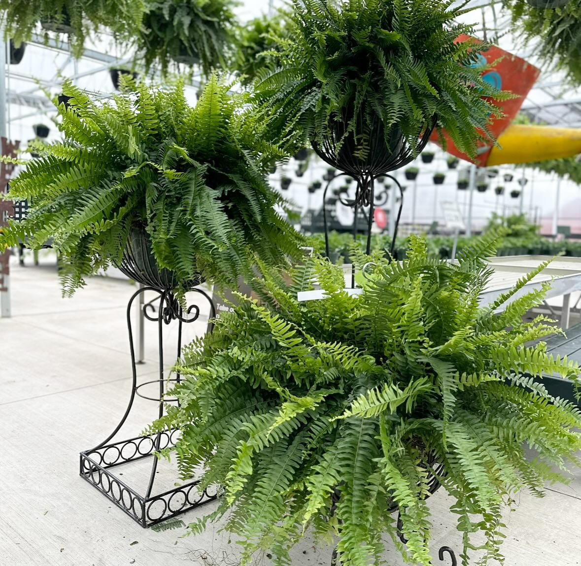 Jumbo Boston Fern ~ Preorder for Pickup 4/24-4/25