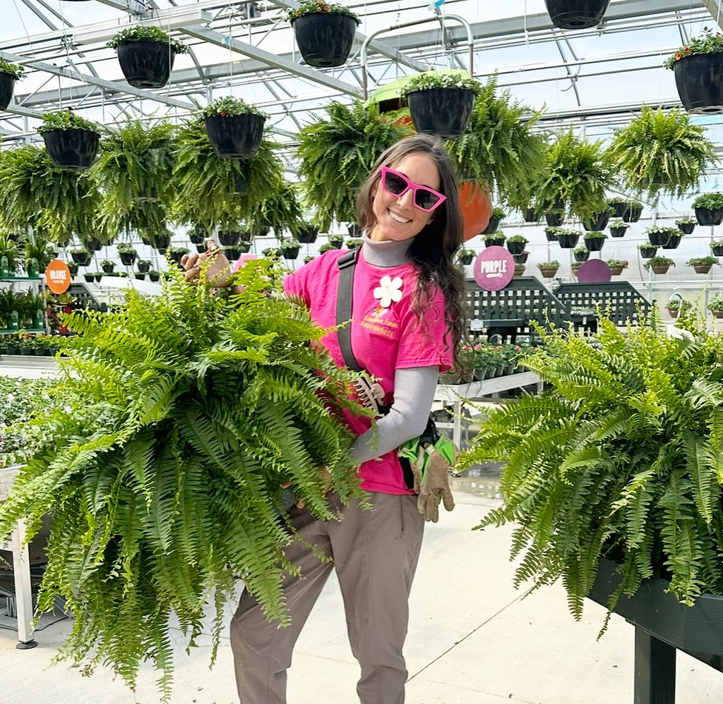 Jumbo Boston Fern ~ Preorder for Pickup