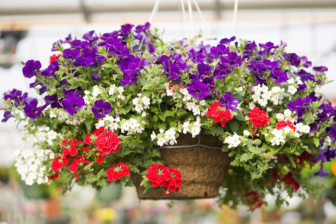 Hanging Basket: Liberty Bells ~ Preorder for pickup 5/1-5/2