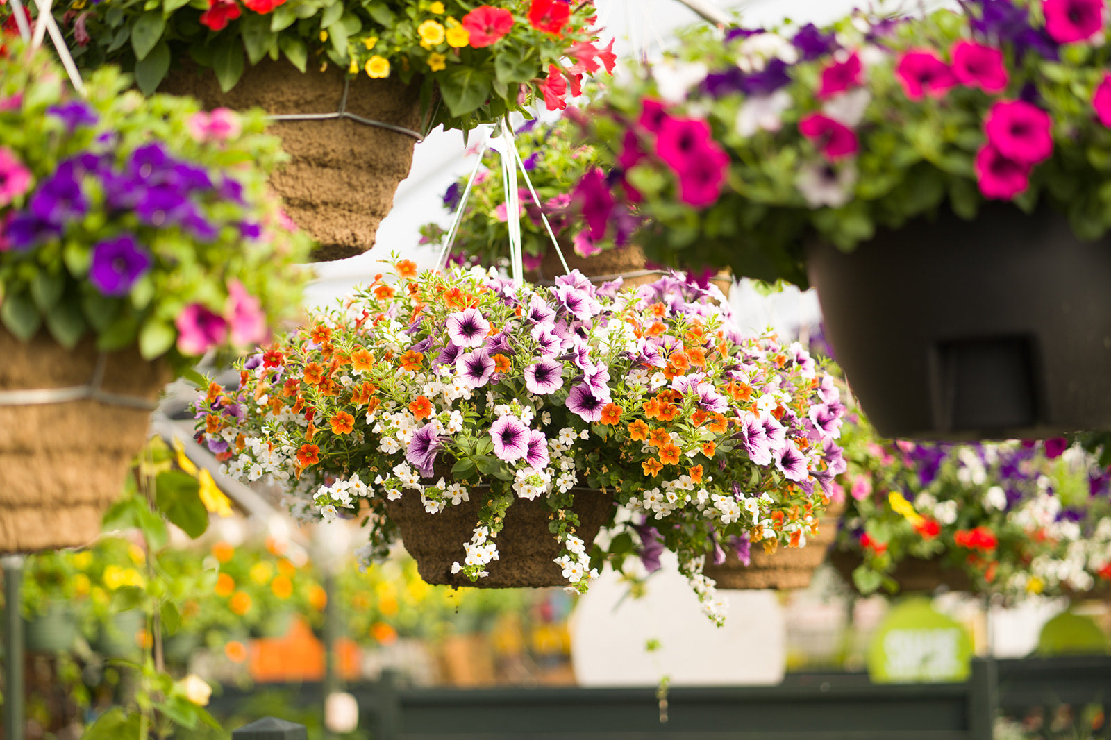 Hanging Basket: Can Can Terracotta ~ Preorder for pickup 5/1-5/2